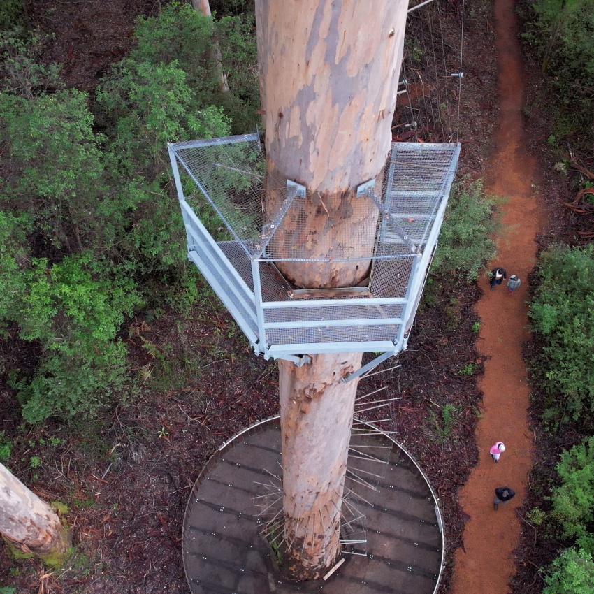 The Bicentennial Tree is reopen to the 20m platform. Credit: DBCA