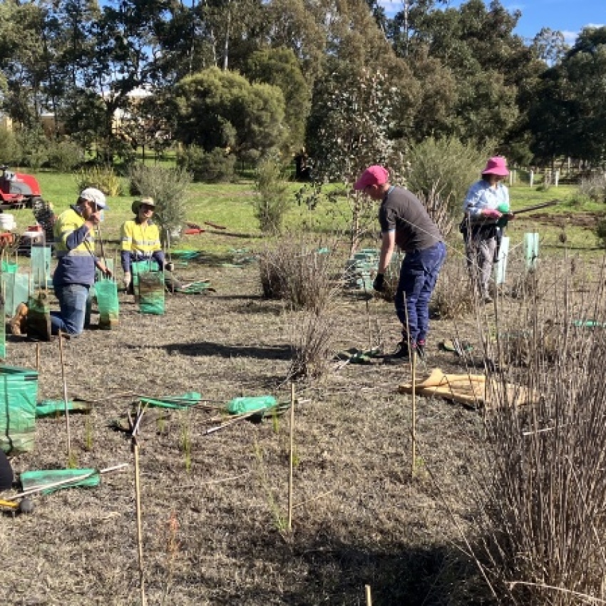 Planting on Saint Leonards Creek following weed control by solarisation. Photo by Melinda McAndrew/Perth NRM