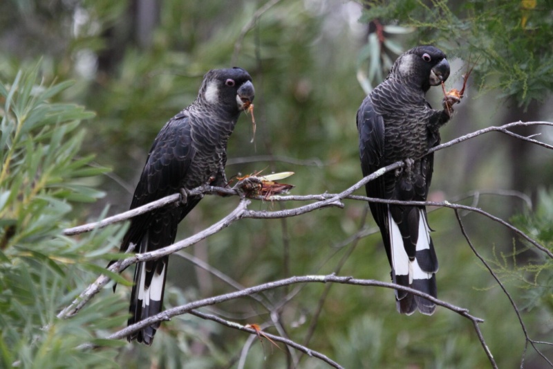 Black cockatoo