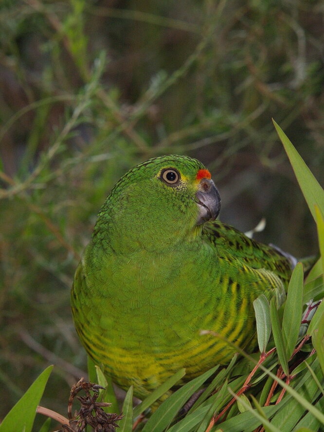 Western Ground parrot