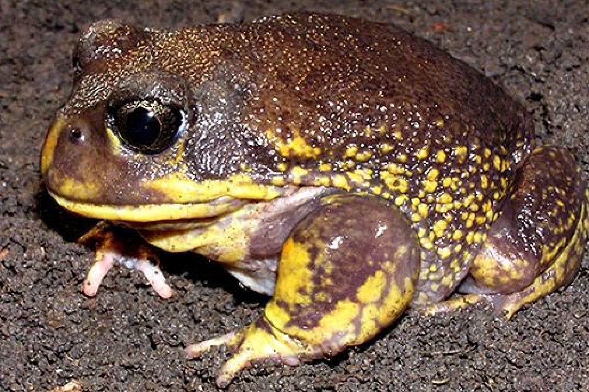 Hooting frog (Heleioporus barycragus)