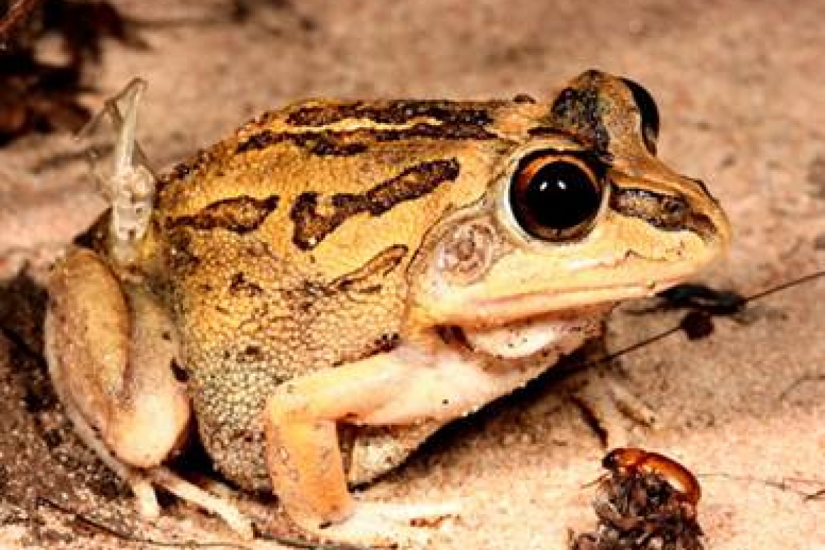 Long footed frog