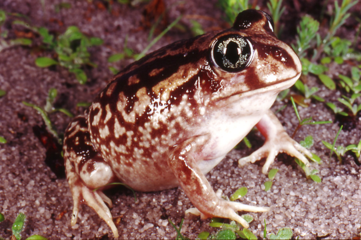 Moaning frog (Heleioporus eyrei) 