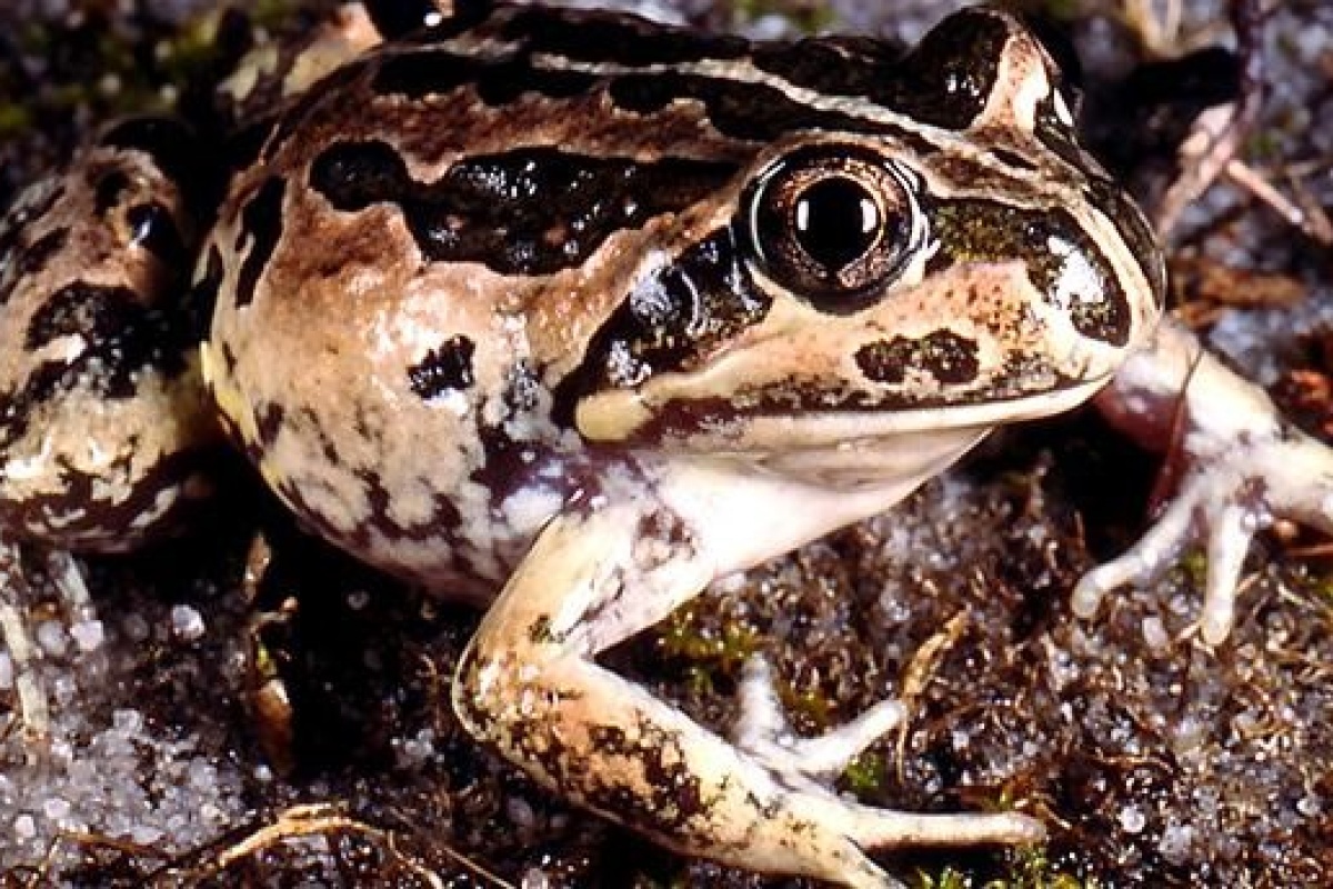 Western banjo frog (Limnodynastes dorsalis) 